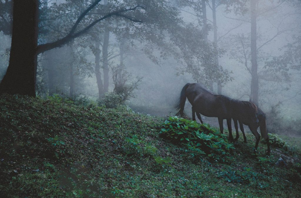 حیات-خلوت-غزاله-صداقت-مهدی-بهبودی