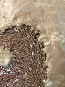 رسیدگی-سارینا-سلیمی